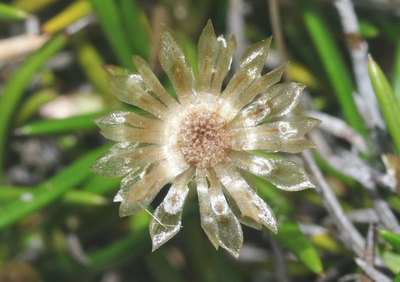 Libinhania acicularis photo 3
