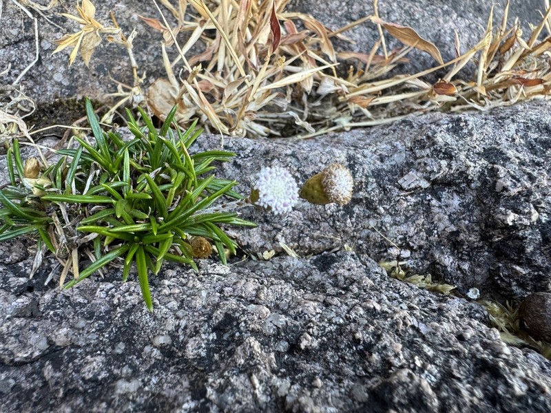 Libinhania acicularis photo 5