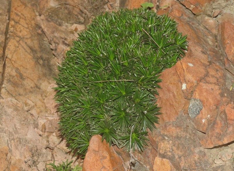 Libinhania acicularis photo 6