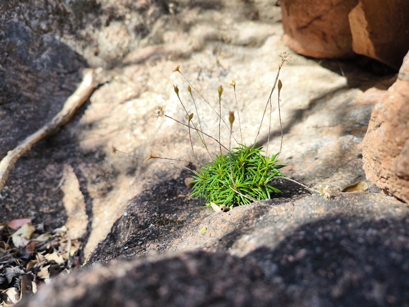 Libinhania acicularis photo 7