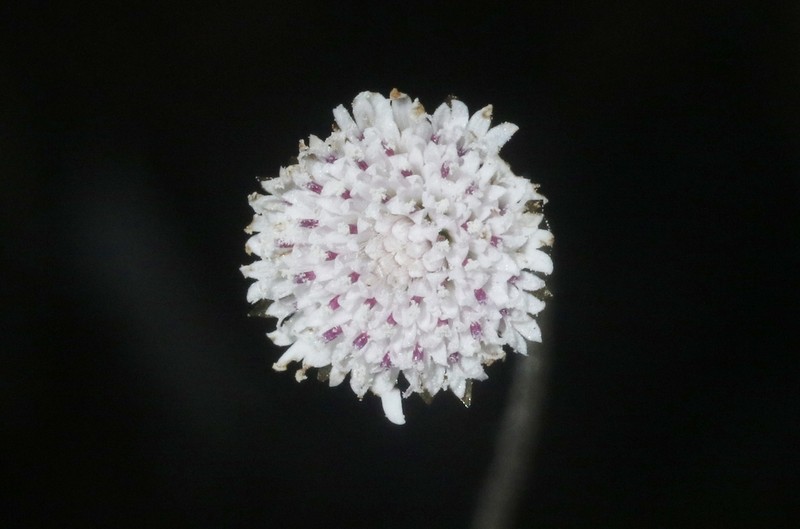 Libinhania balfourii photo 4