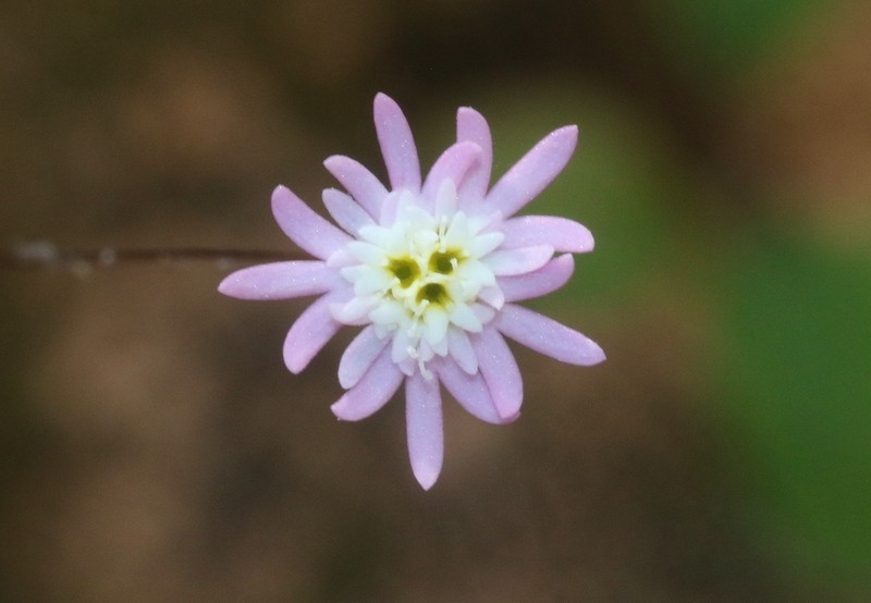 Libinhania gracilipes
