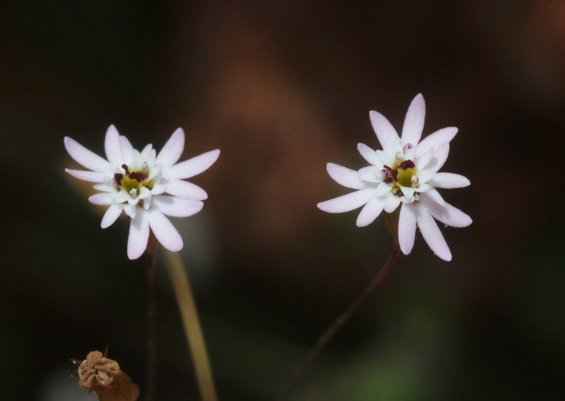 Libinhania gracilipes photo 2