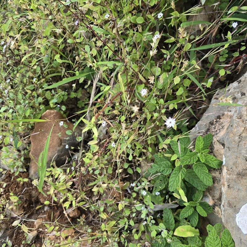 Libinhania gracilipes photo 3