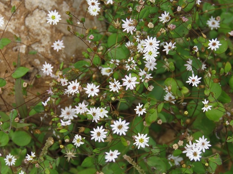 Libinhania gracilipes photo 5
