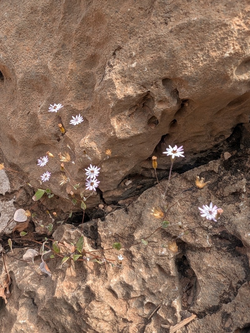 Libinhania gracilipes photo 7