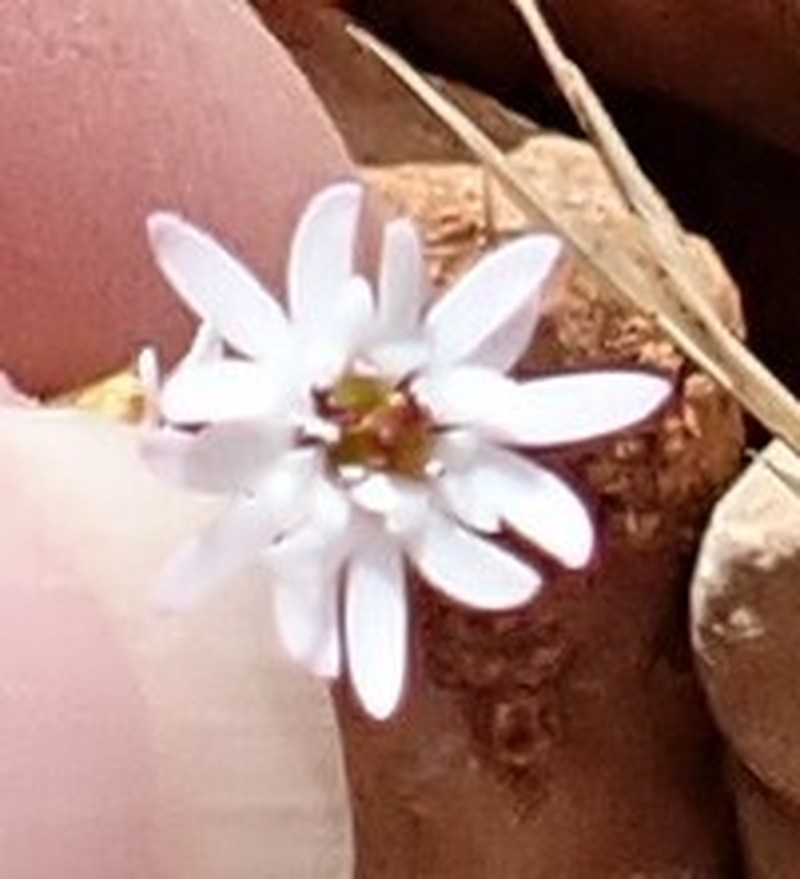 Libinhania gracilipes photo 8