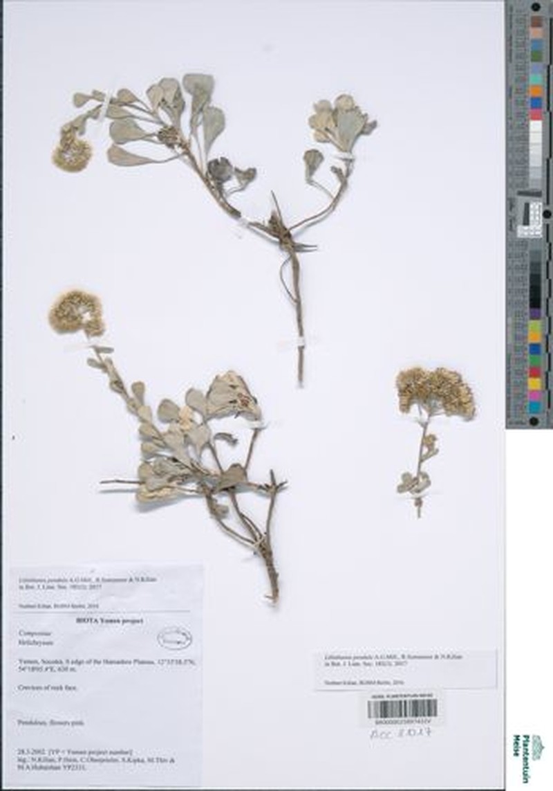 Libinhania pendula