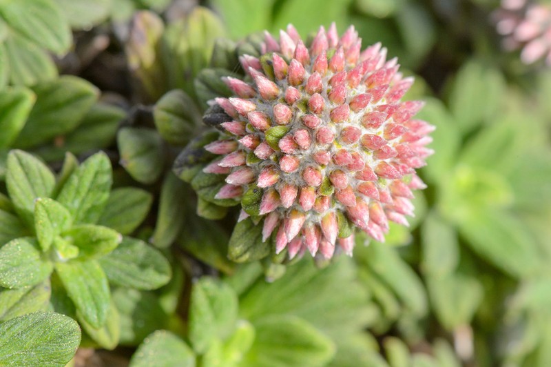 Libinhania rosulata