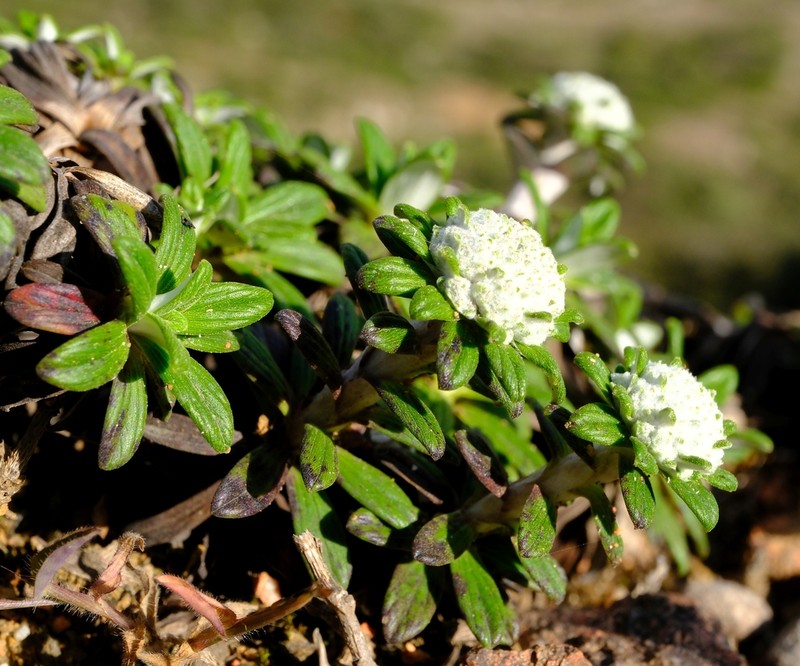 Libinhania rosulata photo 2