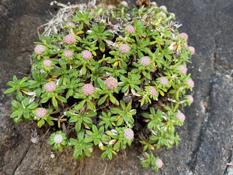 Libinhania rosulata photo 3