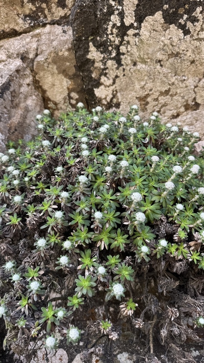 Libinhania rosulata photo 4