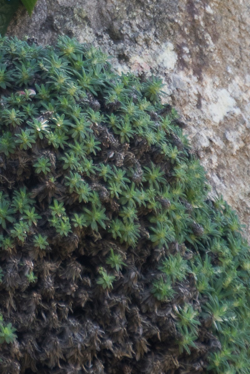 Libinhania rosulata photo 5