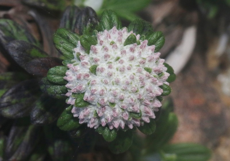 Libinhania rosulata photo 6