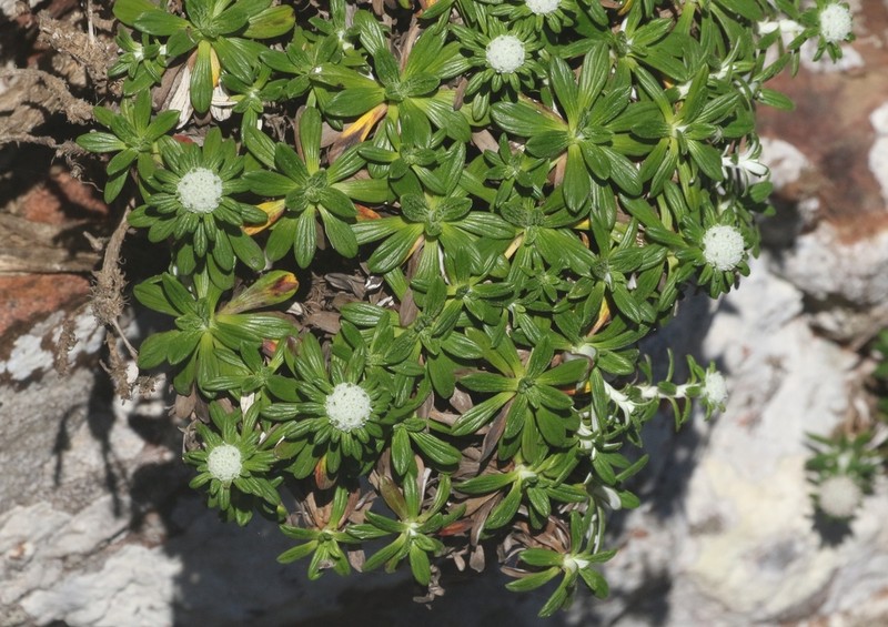 Libinhania rosulata photo 7
