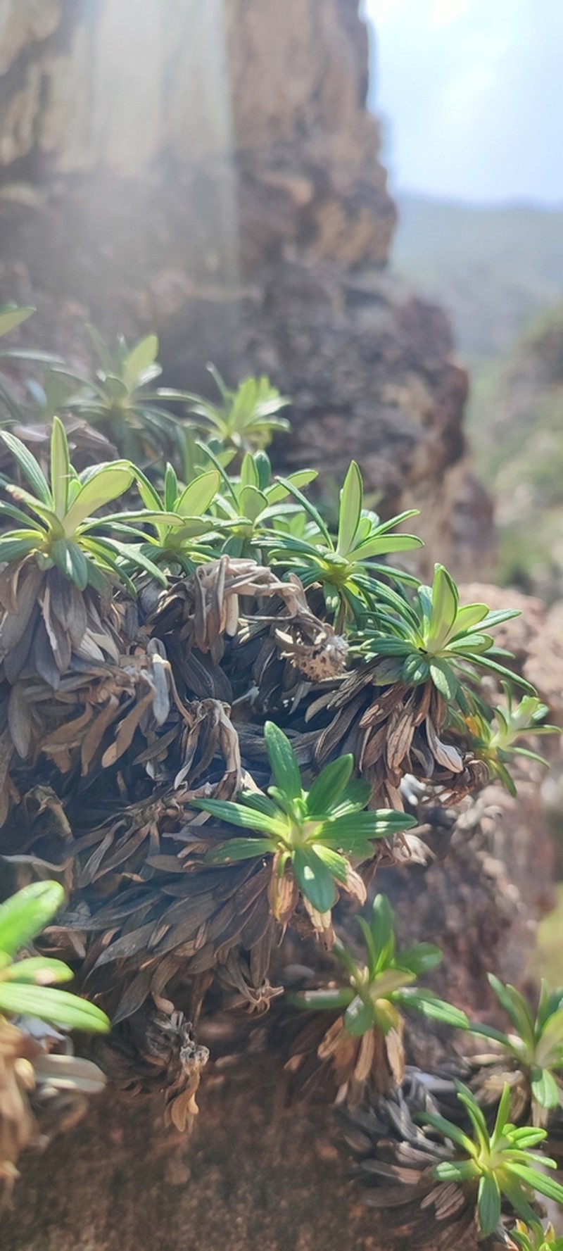 Libinhania rosulata photo 8