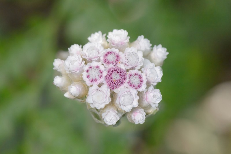 Libinhania sphaerocephala