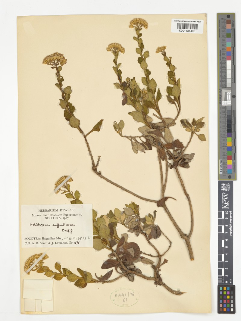 Libinhania suffruticosa