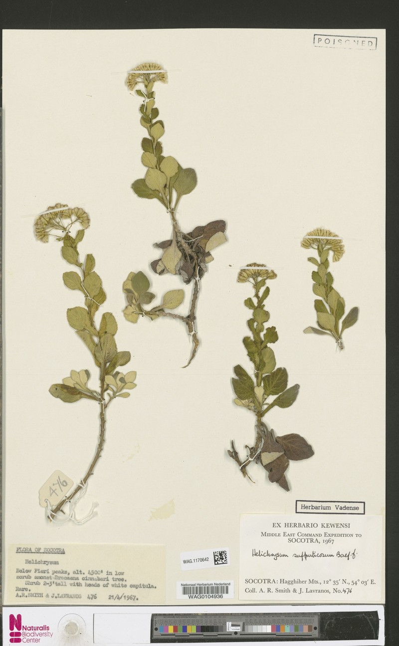 Libinhania suffruticosa photo 2