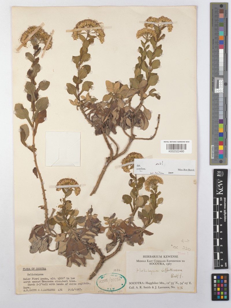 Libinhania suffruticosa photo 3