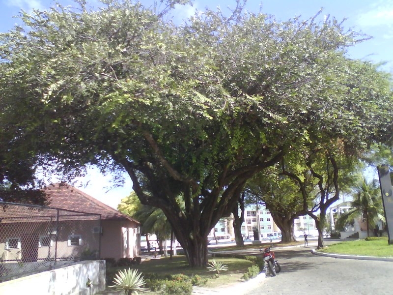 Oiticica photo 5
