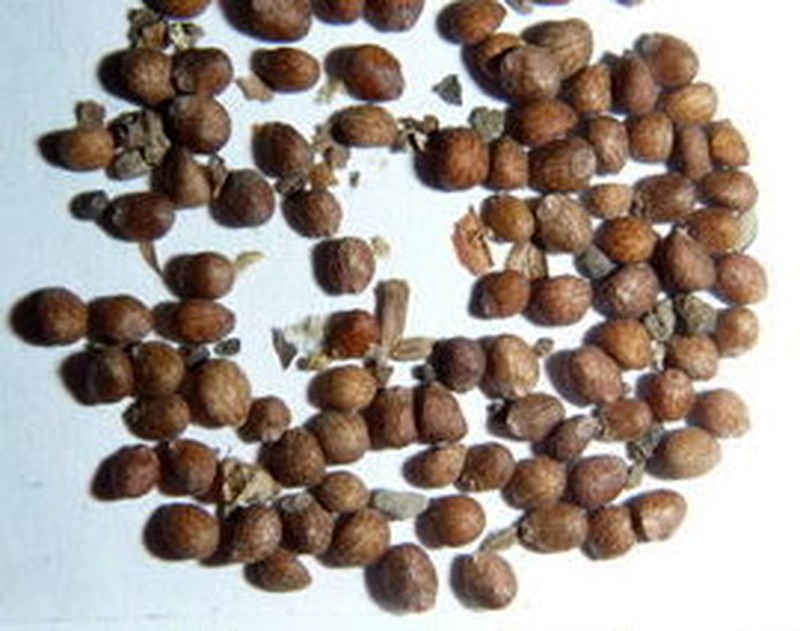 Oiticica photo 3