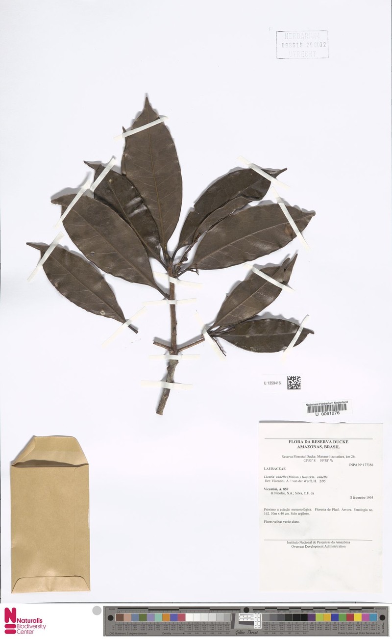 Licaria cannella subsp. cannella