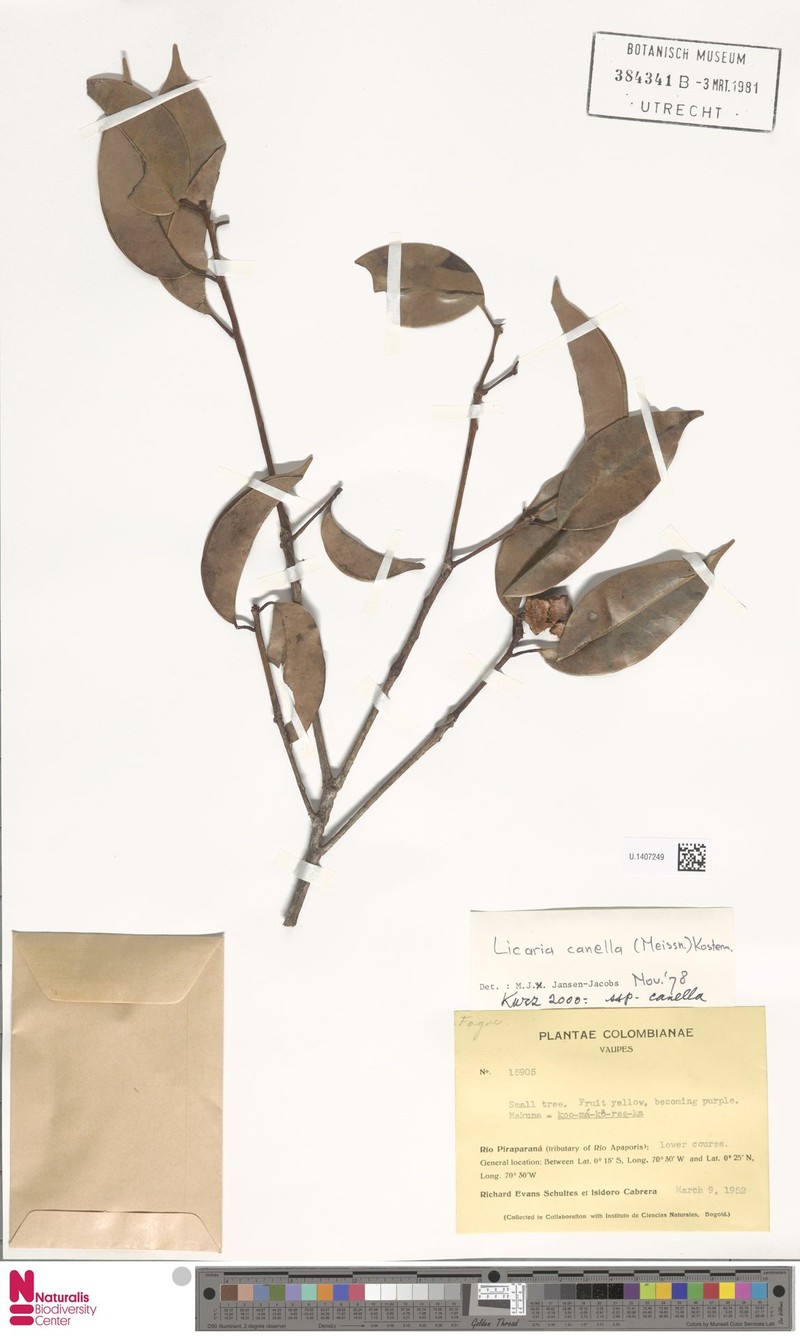 Licaria cannella subsp. cannella photo 2