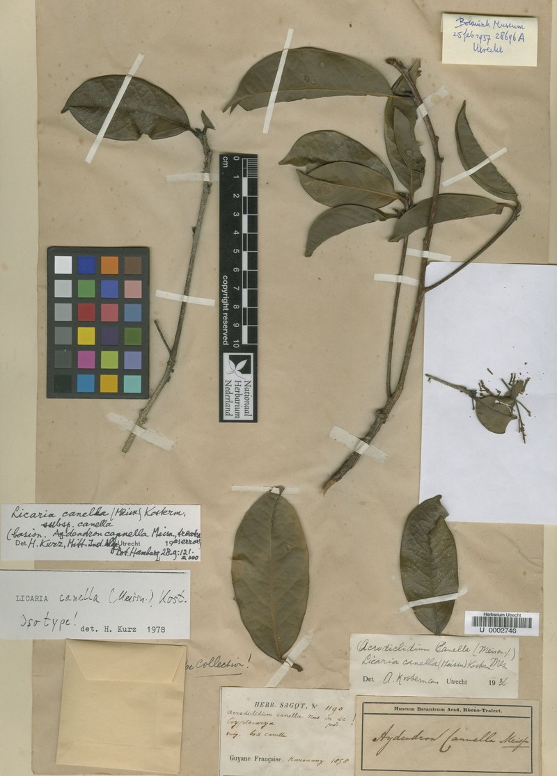 Licaria cannella subsp. cannella photo 3