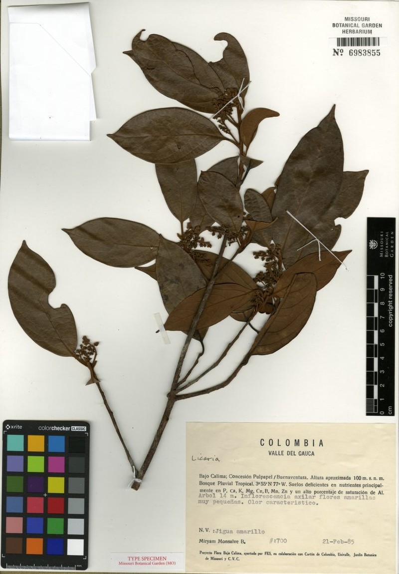 Licaria monsalveae