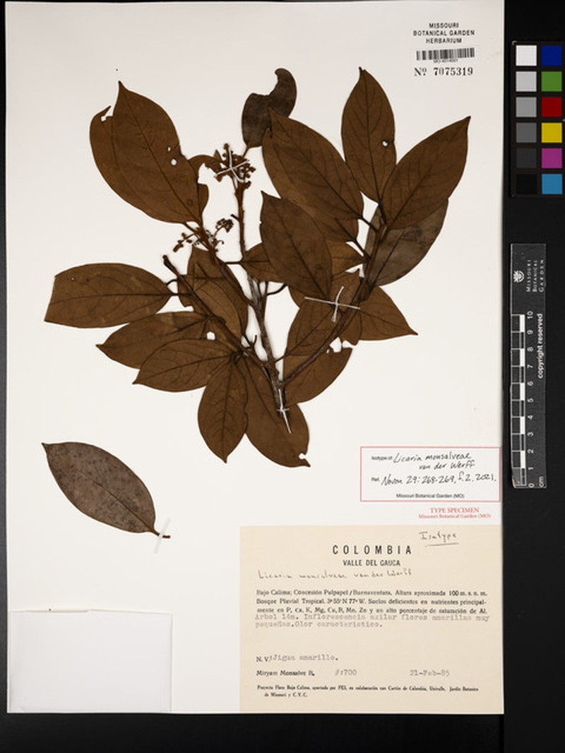 Licaria monsalveae photo 2