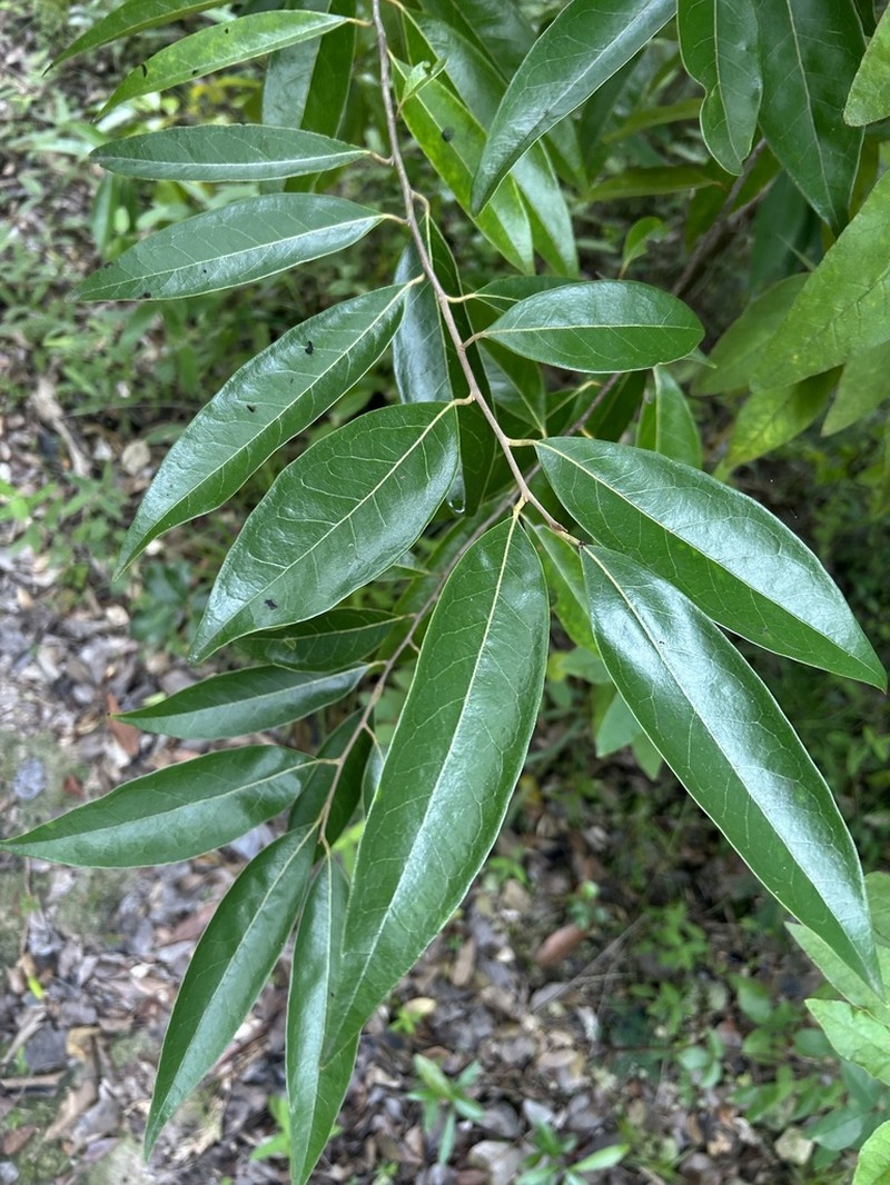 Puerto Rico Cinnamon
