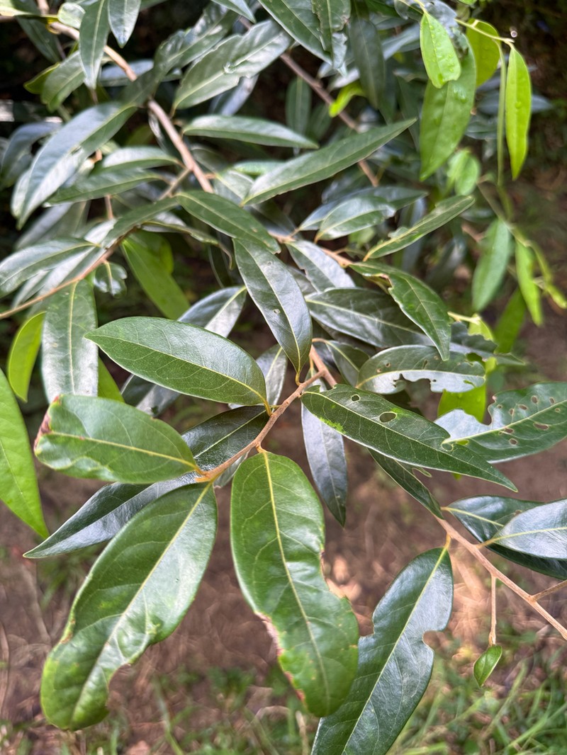 Puerto Rico Cinnamon photo 3
