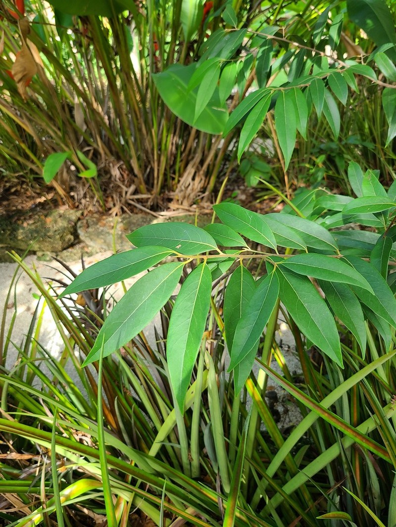 Puerto Rico Cinnamon photo 4