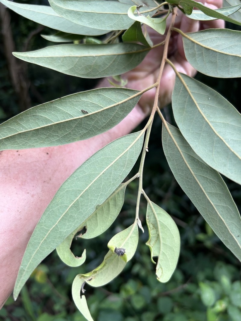 Puerto Rico Cinnamon photo 5