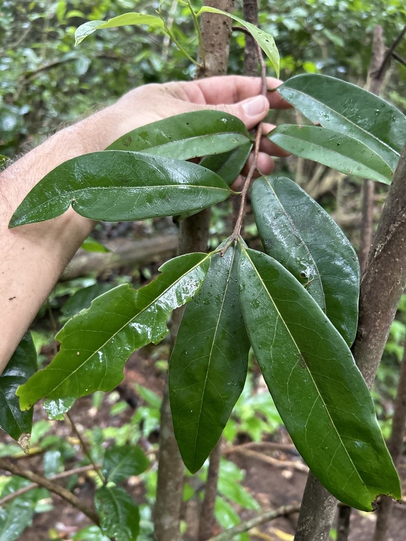 Puerto Rico Cinnamon photo 6