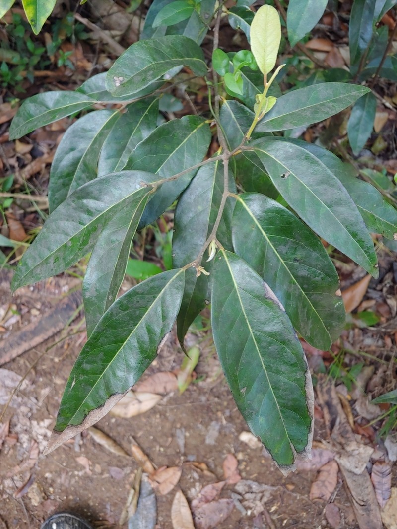 Puerto Rico Cinnamon photo 7