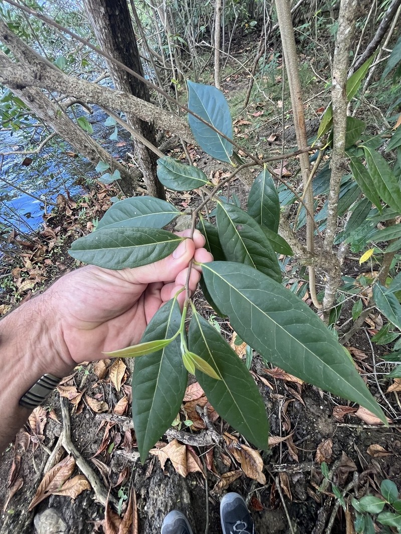 Puerto Rico Cinnamon photo 8