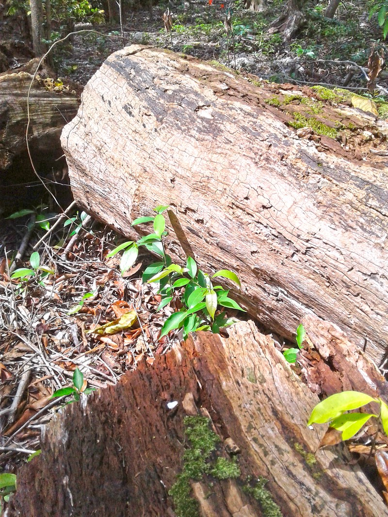 Pepperleaf Sweetwood photo 2