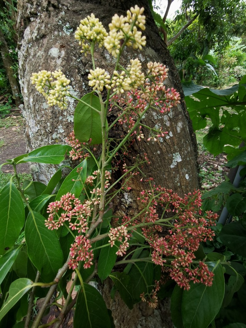 Pepperleaf Sweetwood