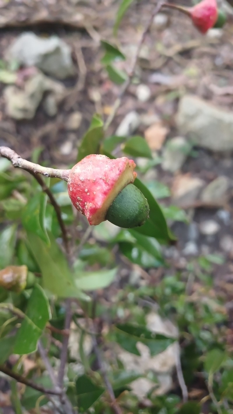 Pepperleaf Sweetwood