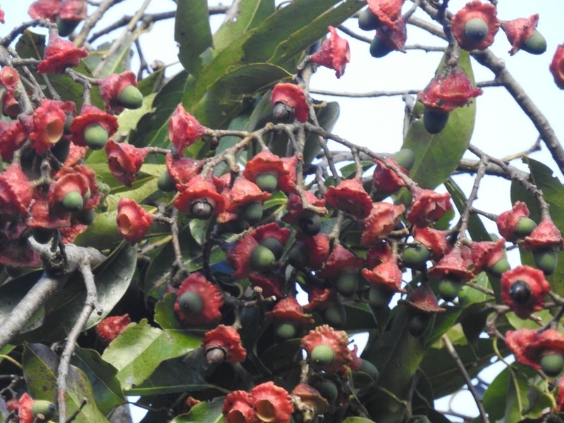 Pepperleaf Sweetwood photo 2