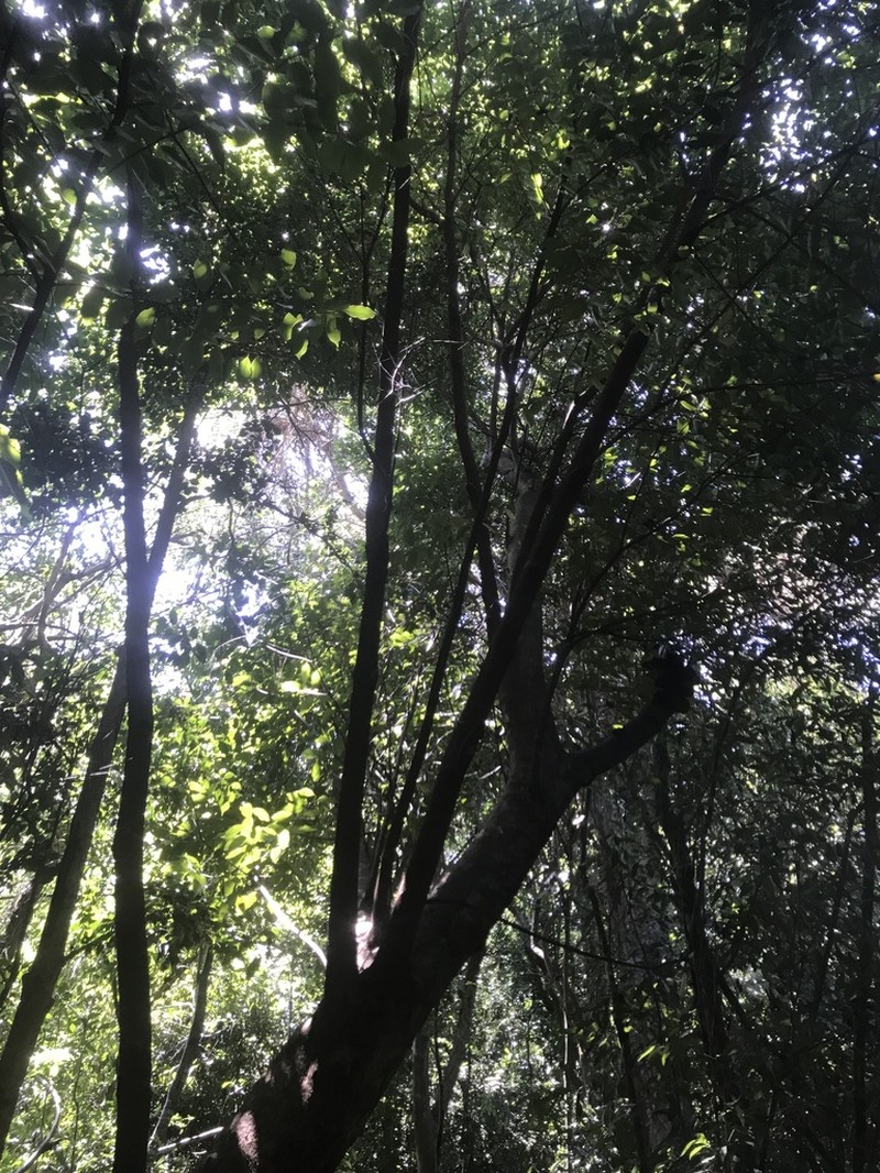 Pepperleaf Sweetwood photo 4