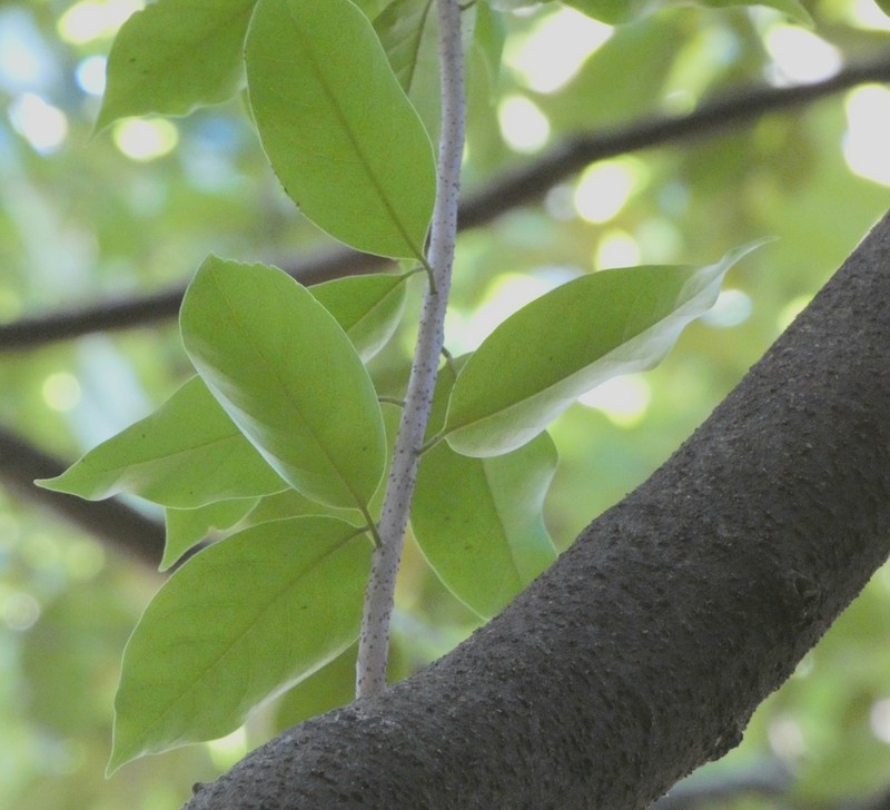 Pepperleaf Sweetwood photo 8