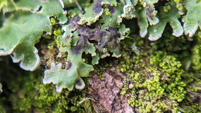 Weill's Lichenochora Lichen