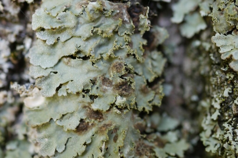 Weill's Lichenochora Lichen