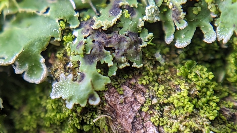 Weill's Lichenochora Lichen photo 2