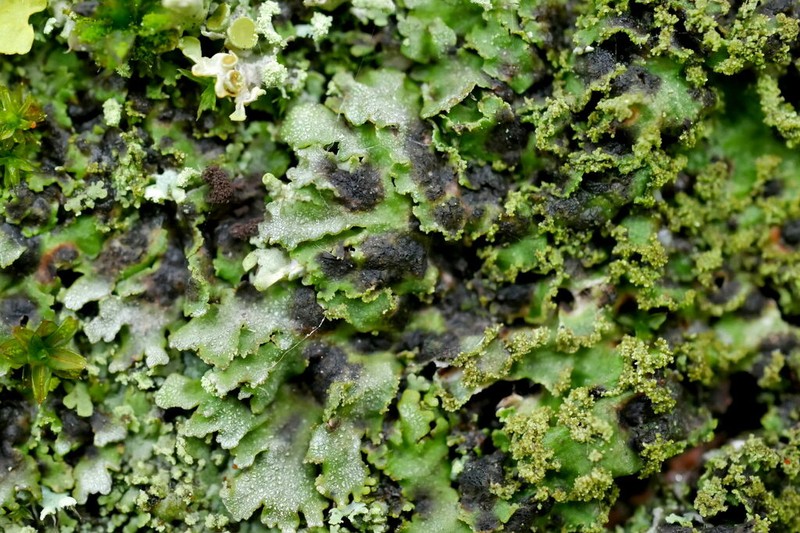 Weill's Lichenochora Lichen photo 3