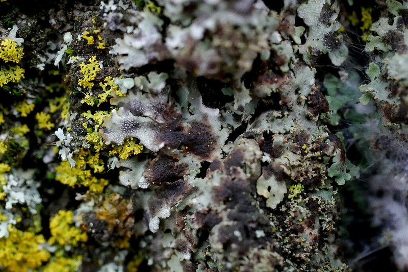 Weill's Lichenochora Lichen photo 4