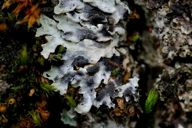 Weill's Lichenochora Lichen photo 5